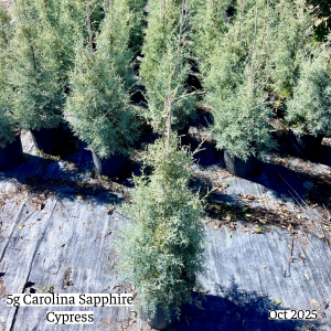 October 2025 5g Carolina Sapphire Cypress Group Website 